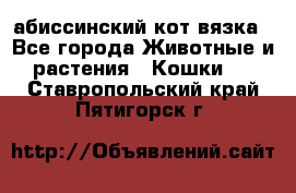 абиссинский кот вязка - Все города Животные и растения » Кошки   . Ставропольский край,Пятигорск г.